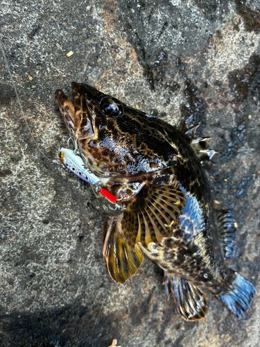 タケノコメバルの釣果