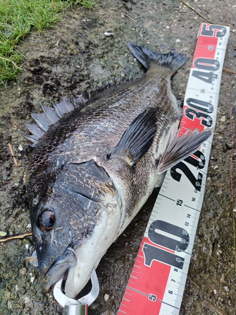 DAIWA 19ラテオ R 100MLの最安値・インプレ・釣果 | 本音の口コミが