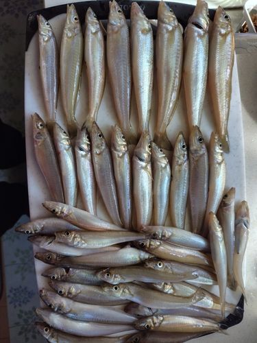 キスの釣果