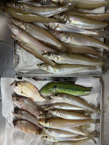 キスの釣果