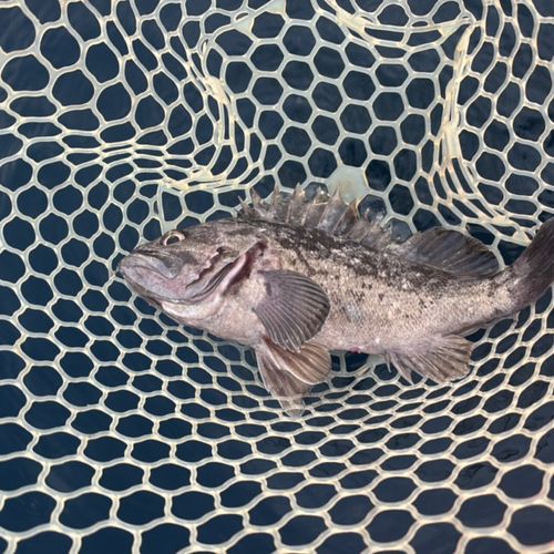 クロソイの釣果