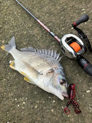 キビレの釣果