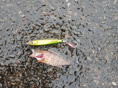 オオモンハタの釣果