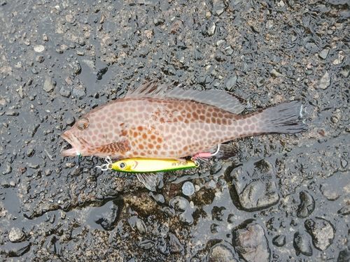 オオモンハタの釣果