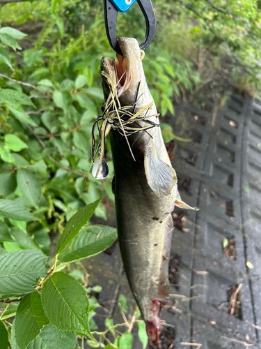 ナマズの釣果