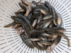 マハゼの釣果