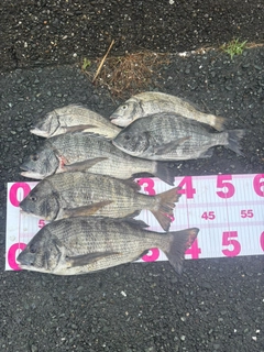 チヌの釣果