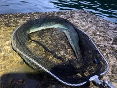 ダツの釣果