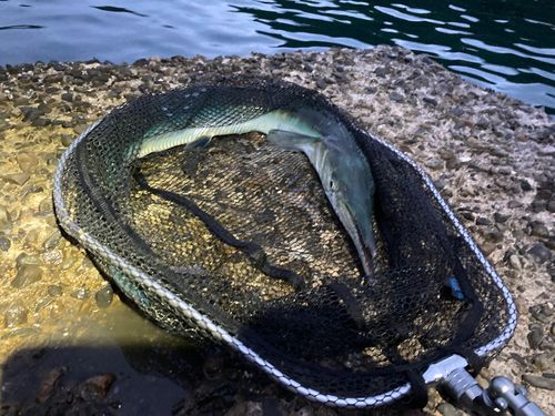 ダツの釣果