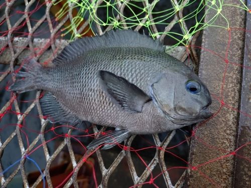 メジナの釣果