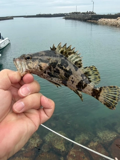 タケノコメバルの釣果