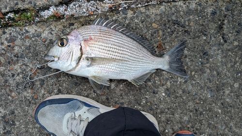 ヘダイの釣果