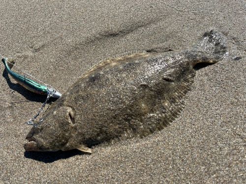 ソゲの釣果