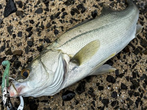 シーバスの釣果