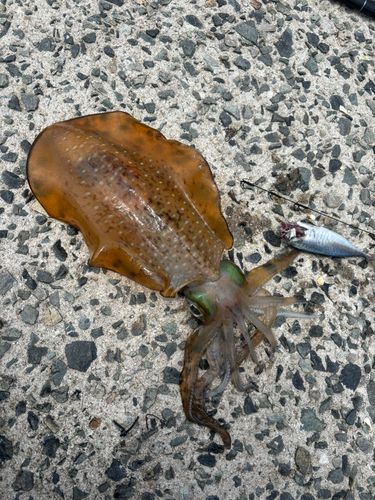 アオリイカの釣果
