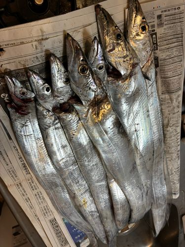 タチウオの釣果