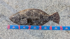 ヒラメの釣果