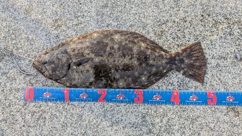ヒラメの釣果