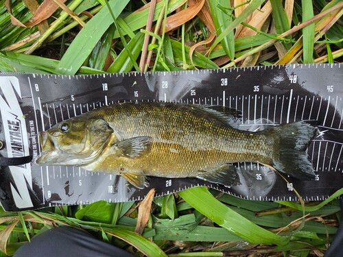 スモールマウスバスの釣果