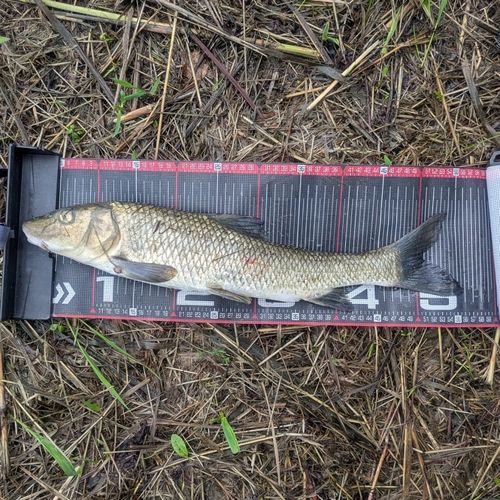 ニゴイの釣果