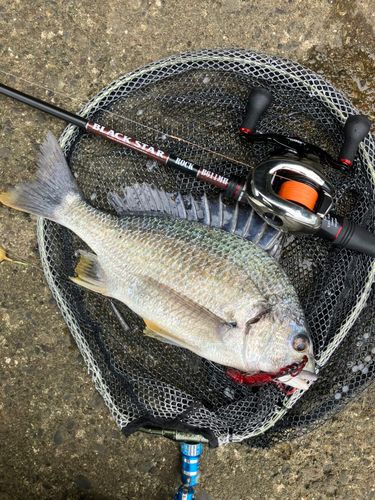 キビレの釣果