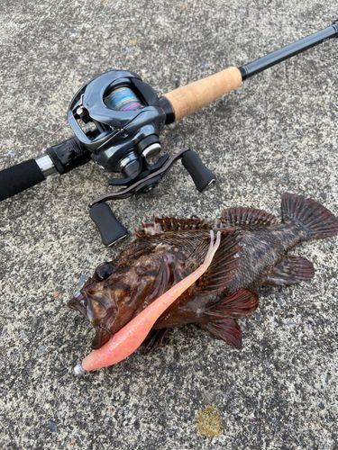 オウゴンムラソイの釣果