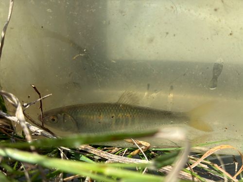 オイカワの釣果