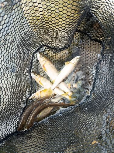 アユの釣果