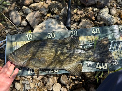スモールマウスバスの釣果