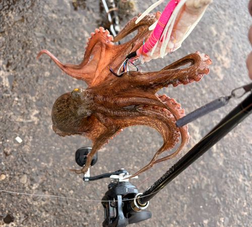 マダコの釣果