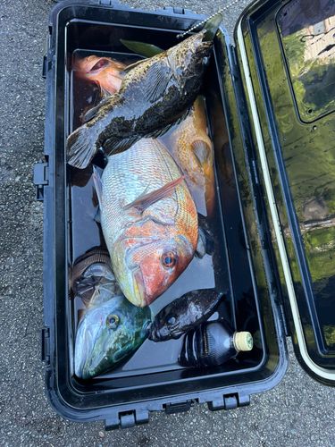マダイの釣果