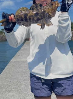 アイナメの釣果