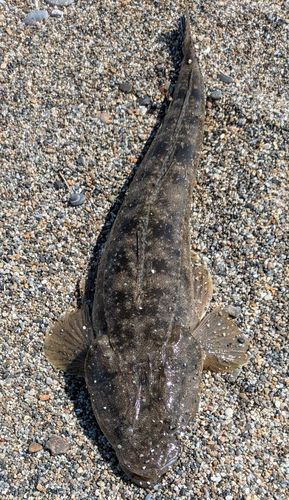 マゴチの釣果
