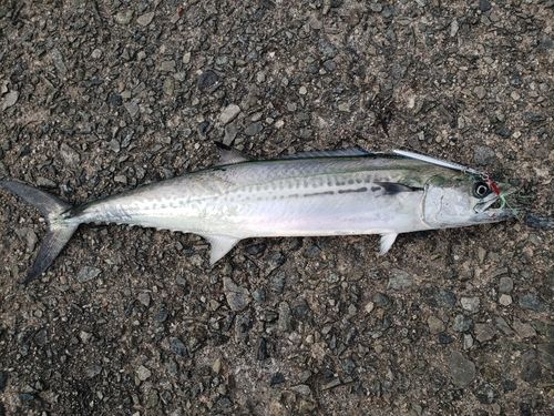 サゴシの釣果