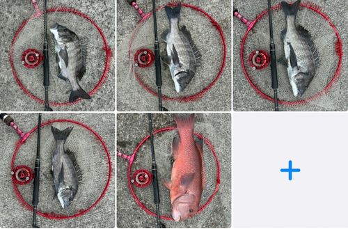 チヌの釣果