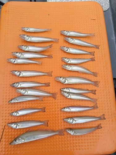 キスの釣果