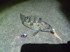アブラコの釣果