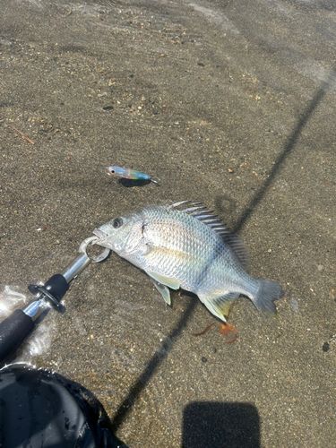 スズキの釣果