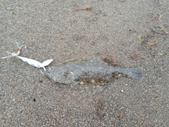 ソゲの釣果