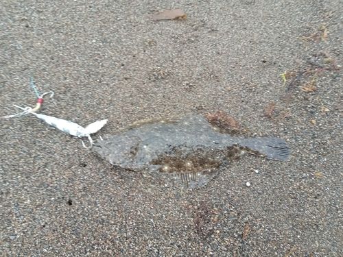 ソゲの釣果