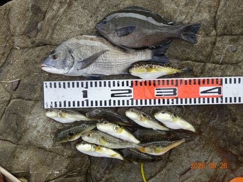 チヌの釣果