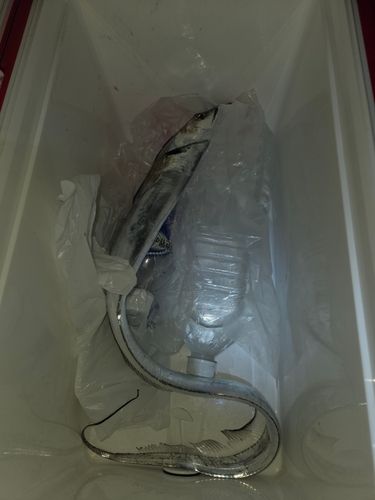タチウオの釣果