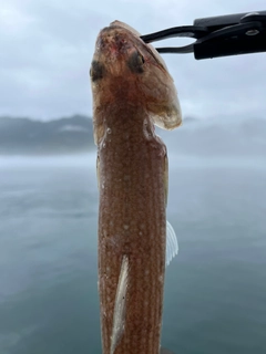 エソの釣果