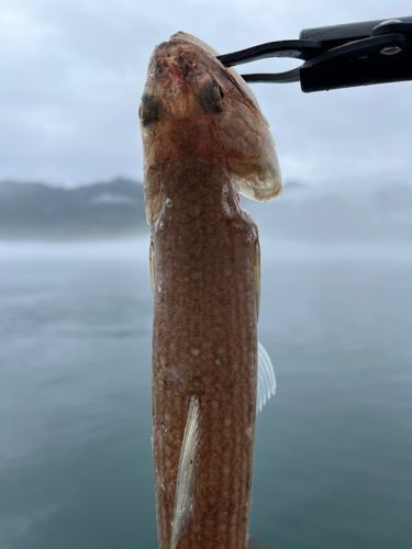 エソの釣果