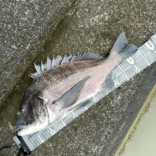 クロダイの釣果
