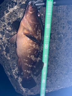 アコウの釣果