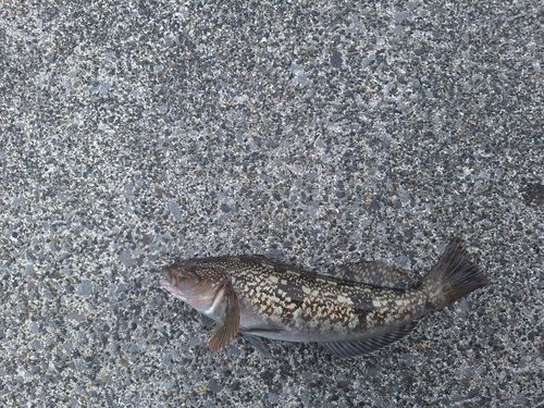 釣果