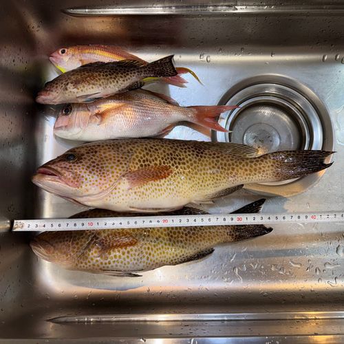オオモンハタの釣果