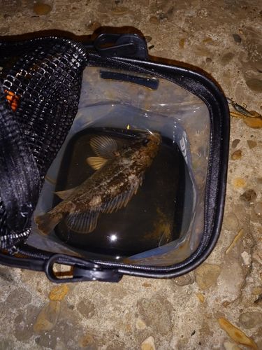 ソイの釣果