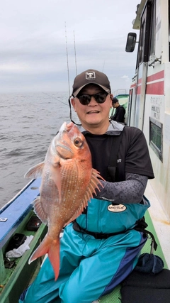 マダイの釣果